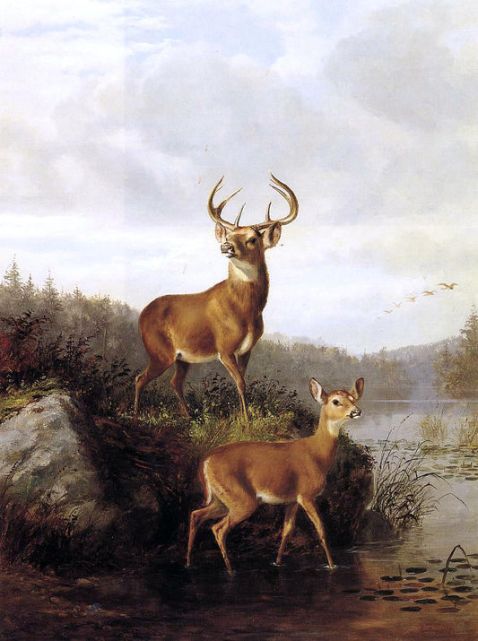  Arthur Fitzwilliam Tait Buck and Doe - Canvas Print