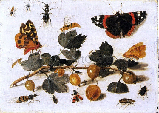  The Elder Jan Van Kessel Butterflies and Insects and a Spray of Gooseberries - Canvas Print