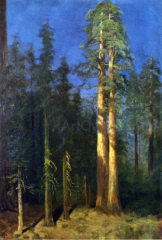  Albert Bierstadt California Redwoods - Canvas Print