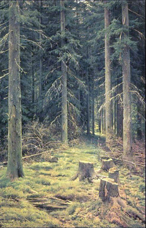  Ivan Ivanovich Shishkin Coniferous Forest - Canvas Print