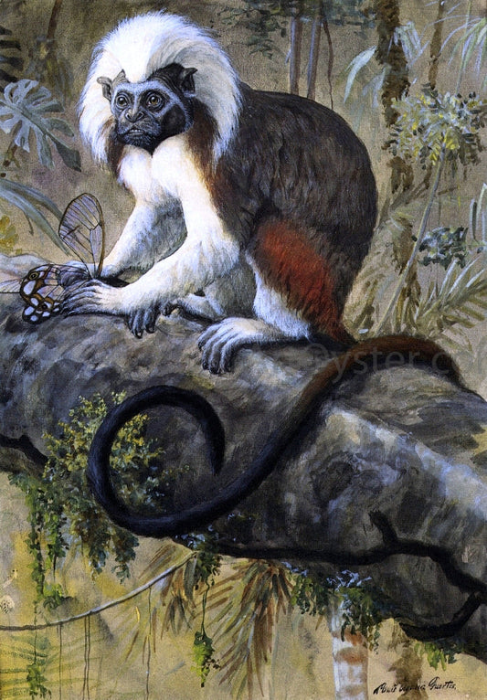  Louis Agassiz Fuertes Cotton-Topped Tamarin - Canvas Print