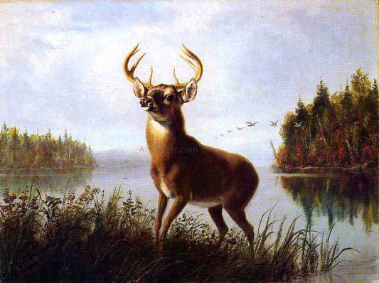  Arthur Fitzwilliam Tait An Eight Point Stag - Canvas Print