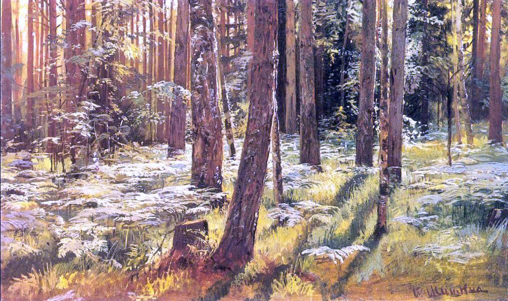  Ivan Ivanovich Shishkin Ferms in a Forest (etude) - Canvas Print