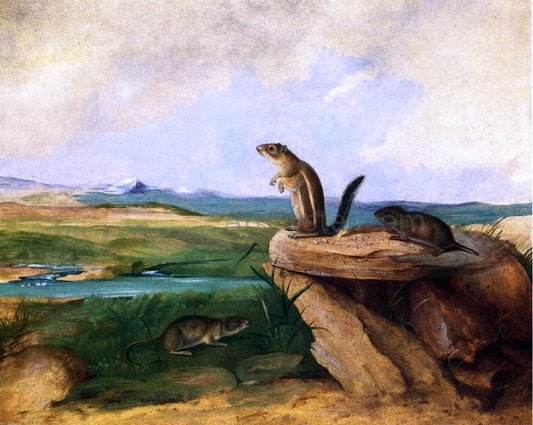  John Woodhouse Audubon Harris Antelope Ground Squirrel, N.M. California Vole and Wood Rat - Canvas Print