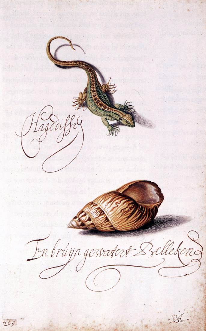  Balthasar Van der Ast Lizard and Shell - Canvas Print