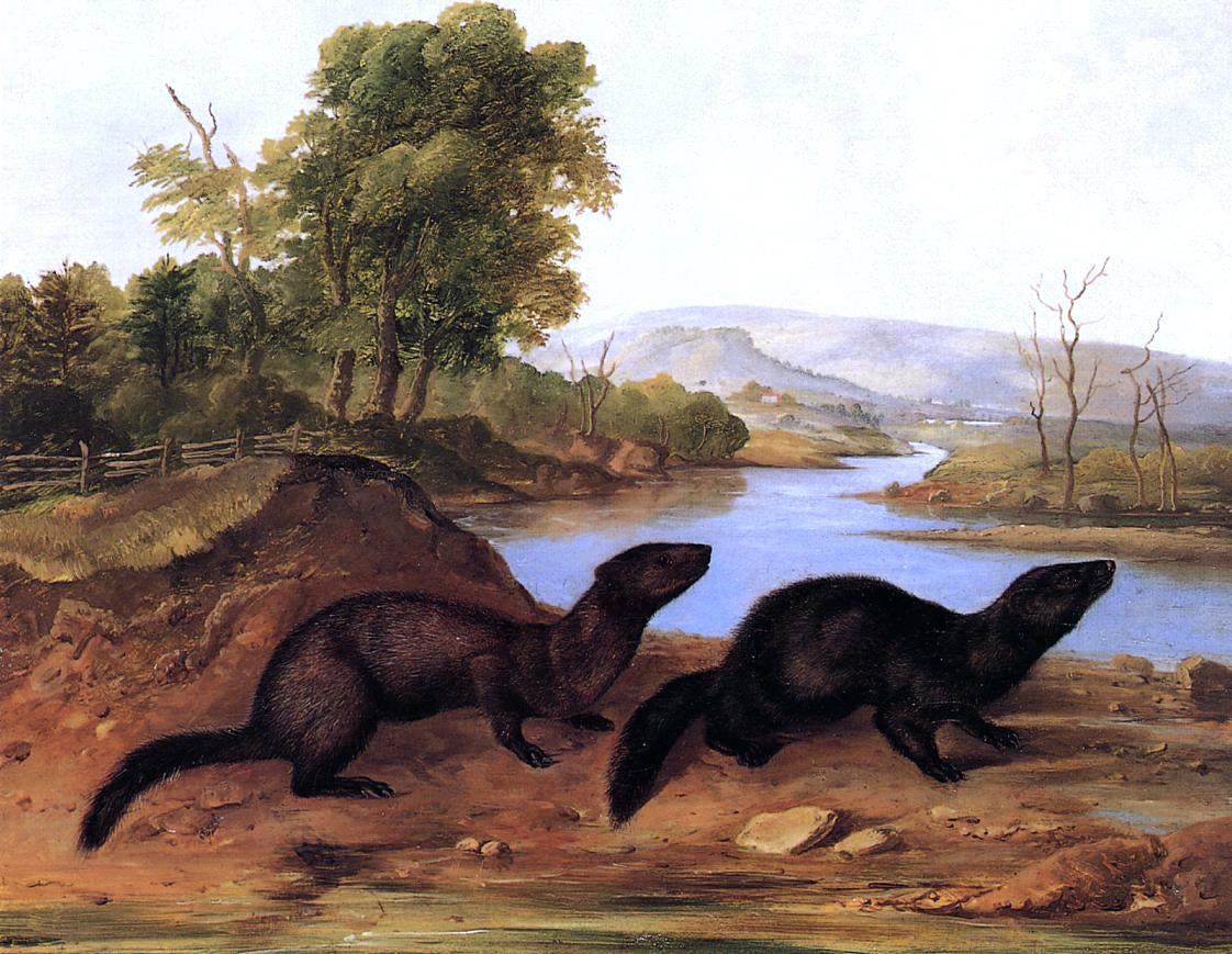  John Woodhouse Audubon Mountain Brook Minks - Canvas Print