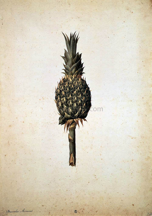  Jacopo Ligozzi Pineapple (Bromelia ananas) - Canvas Print