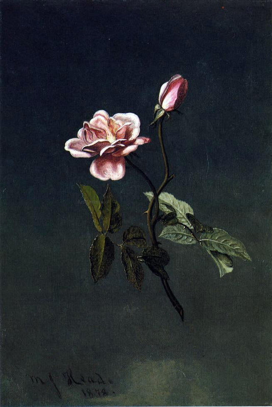  Martin Johnson Heade Pink Rose - Canvas Print