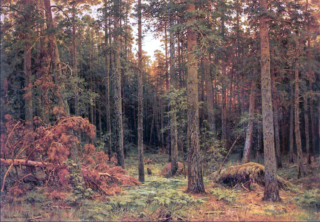  Ivan Ivanovich Shishkin Piny wood - Canvas Print