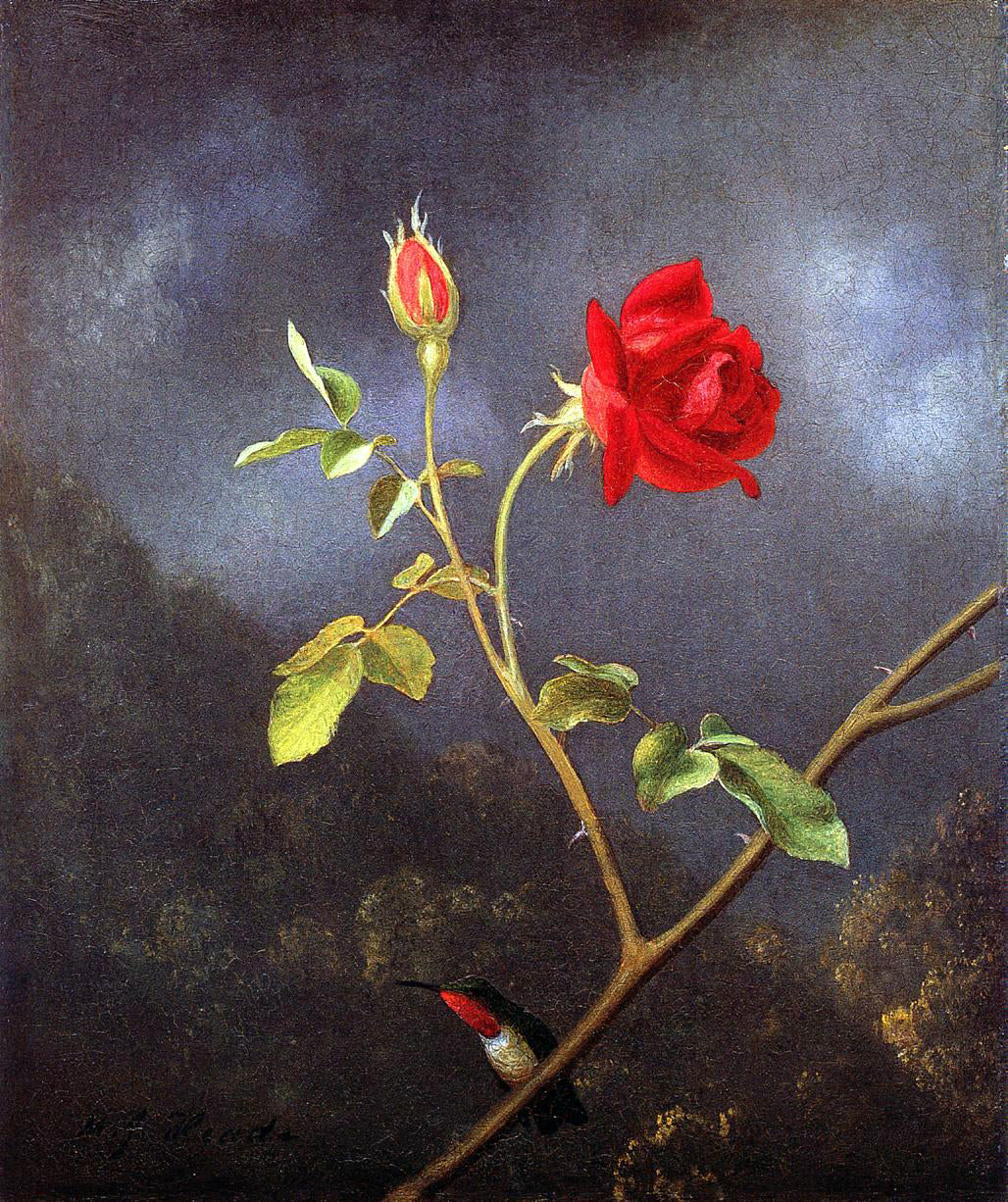  Martin Johnson Heade Red Rose with Ruby Throat - Canvas Print