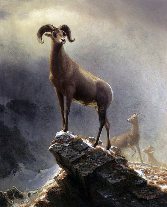  Albert Bierstadt A Rocky Mountain Sheep - Canvas Print