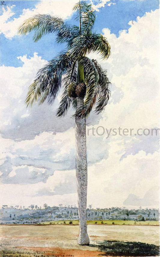  Charles De Wolf Brownell Royal Palm - Canvas Print