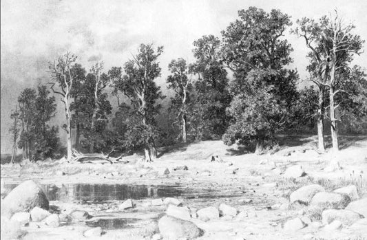 Ivan Ivanovich Shishkin Shore of Oak Grove of Peter the Great in Sestroretsk - Canvas Print