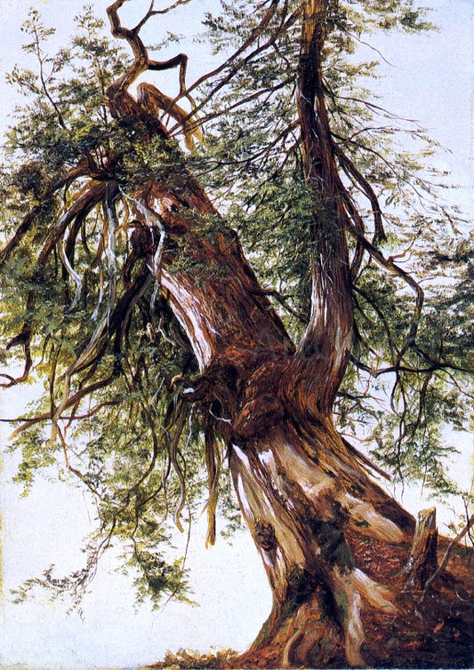  David Johnson Study of a Cedar - Canvas Print