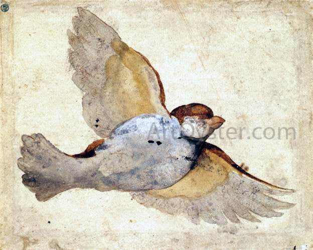  Giovanni Da Udine Study of a Flying Sparrow - Canvas Print