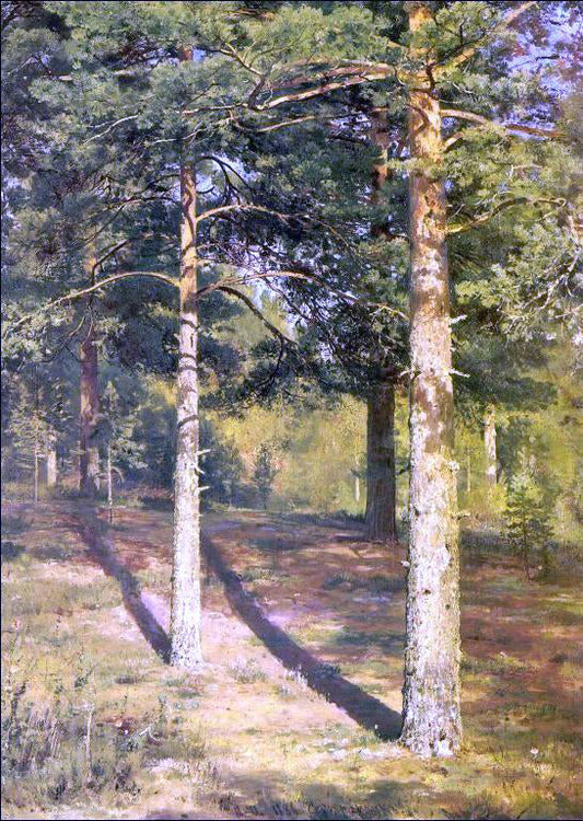  Ivan Ivanovich Shishkin Sunny Pine-Tree (etude) - Canvas Print