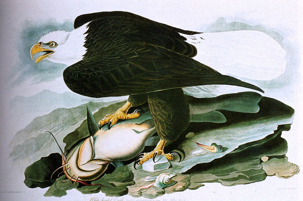  John James Audubon The Bald-Headed Eagle From Birds Of America - Canvas Print