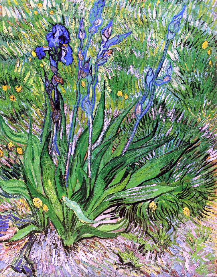  Vincent Van Gogh The Iris - Canvas Print