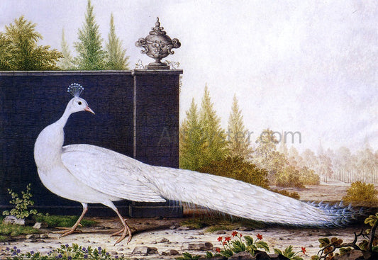  Nicolas Robert The White Peacock - Canvas Print