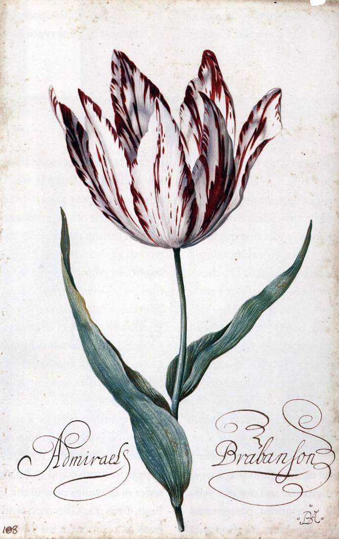  Balthasar Van der Ast Tulip - Canvas Print