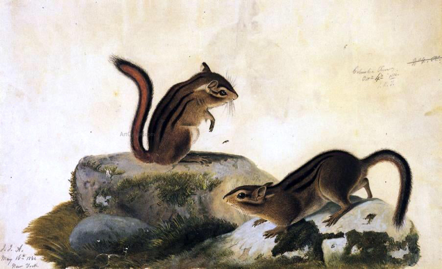  John James Audubon Two Ground Squirrels - Canvas Print