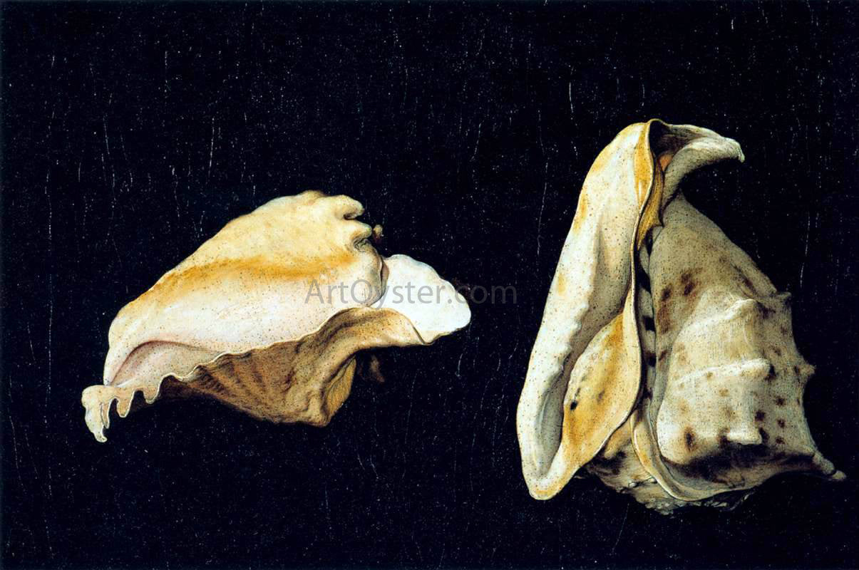  Filippo Napoletano Two Shells - Canvas Print