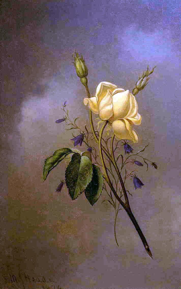  Martin Johnson Heade White Rose against a Cloudy Sky - Canvas Print