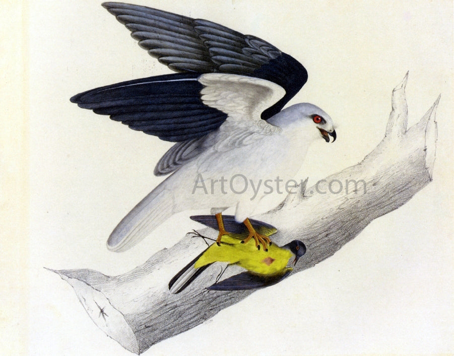  John James Audubon White-Tailed Kite - Canvas Print