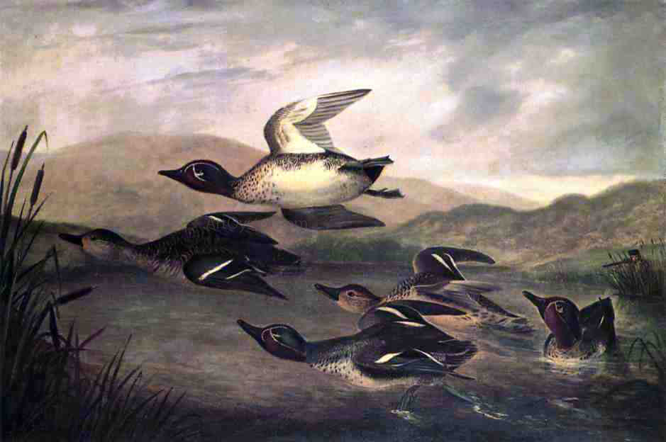  John Woodhouse Audubon Wild Ducks Rising - Canvas Print